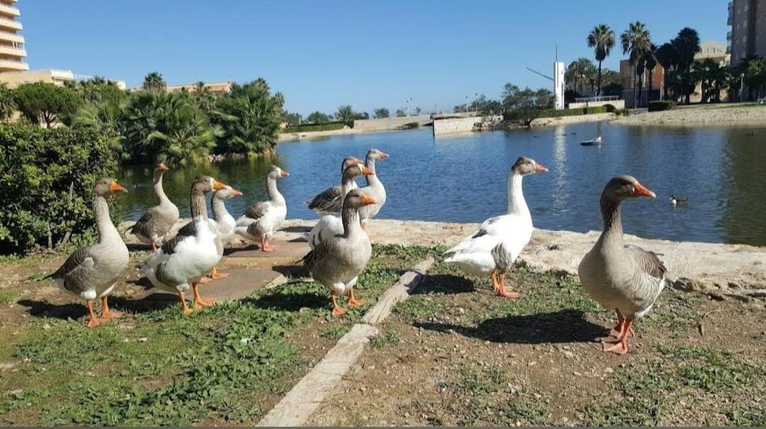 Apartamento Arena Y Mar Tavernes de la Valldigna Exterior foto